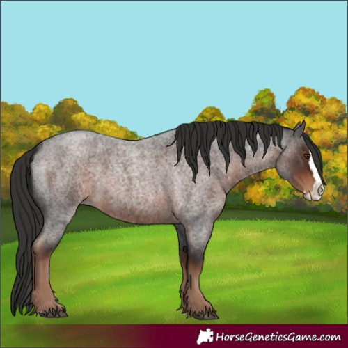 Horse Color:Liver Red Roan Splash 