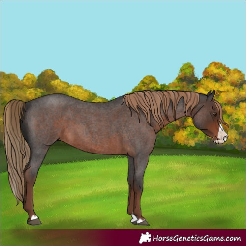 Horse Color:Liver Red Roan Splash 