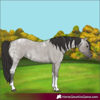 Horse Color:Smoky Grullo Ice Roan Tobiano 