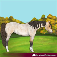 Horse Color:Buckskin Roan 