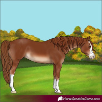 Horse Color:White Spotted Chestnut 
