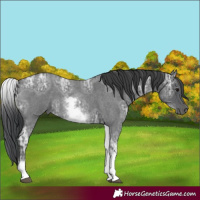 Horse Color:White Spotted Blue Ice Roan 
