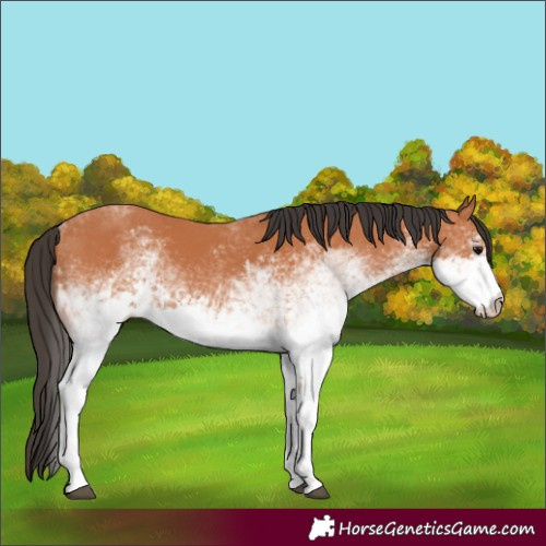 Horse Color:White Spotted Bay 