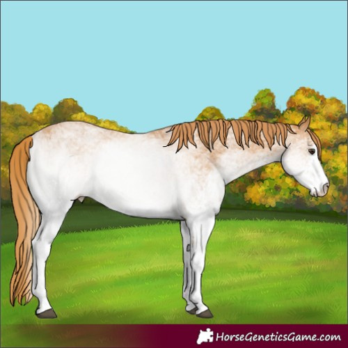 Horse Color:White Spotted Chestnut 