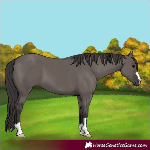 Horse Color:Smoky Grullo 