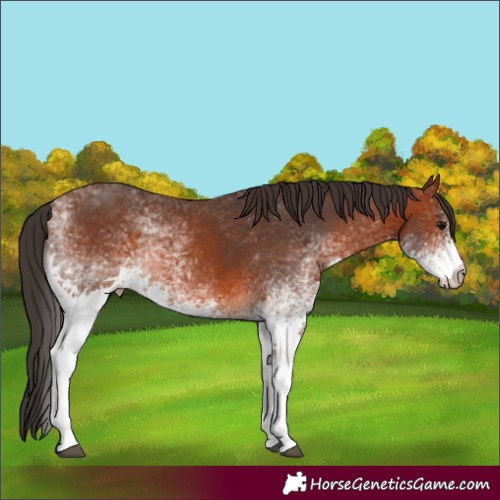 Horse Color:White Spotted Bay 