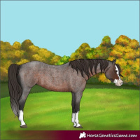 Horse Color:Liver Red Roan Splash