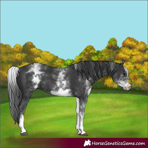 Horse Color:Unknown 