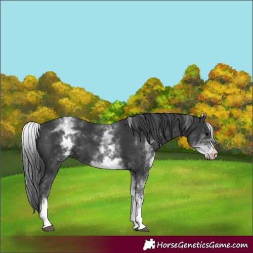 Horse Color:White Spotted Black 