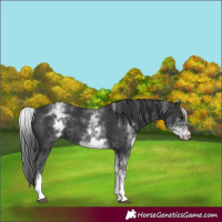 Horse Color:White Spotted Black