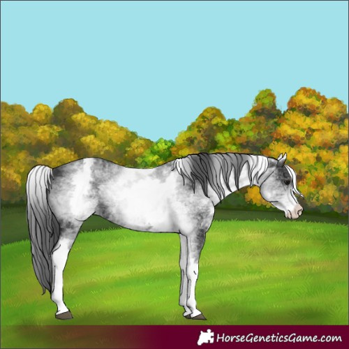 Horse Color:White Spotted Black 