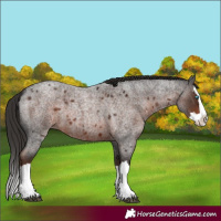 Horse Color:Liver Red Roan Splash 