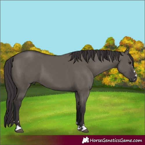 Horse Color:Smoky Grullo 