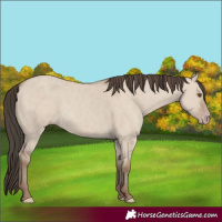 Horse Color:Classic Champagne Dun 