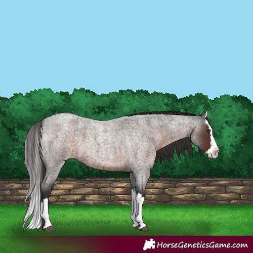 Horse Color:Liver Red Roan Splash 