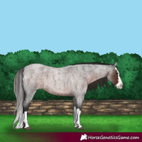 Horse Color:Liver Red Roan Splash 