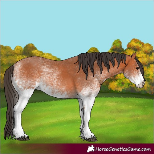 Horse Color:White Spotted Bay 