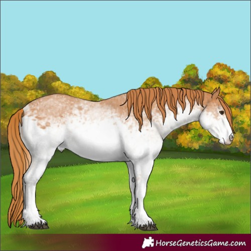 Horse Color:White Spotted Chestnut 