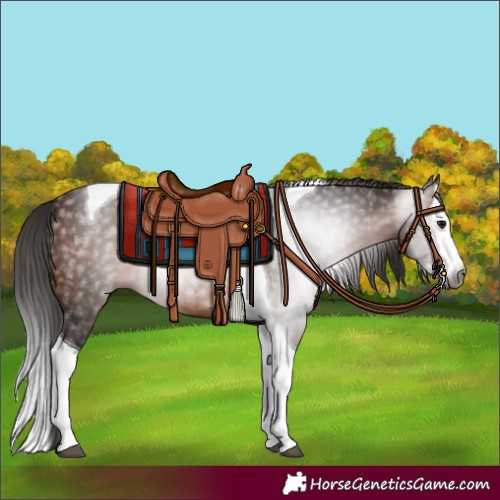 Horse Color:Gray Bay Splash Tobiano 