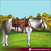 Horse Color:Gray Bay Splash Tobiano 