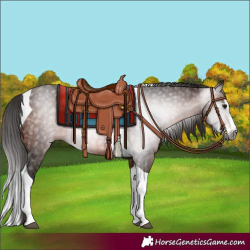 Horse Color:Gray Bay Splash Tobiano