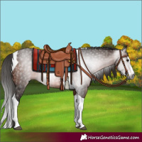 Horse Color:Gray Bay Splash Tobiano 