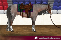 Horse Color:Liver Red Roan Splash 