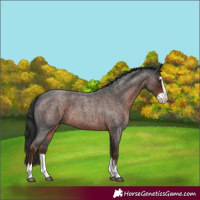 Horse Color:Liver Red Roan Splash 