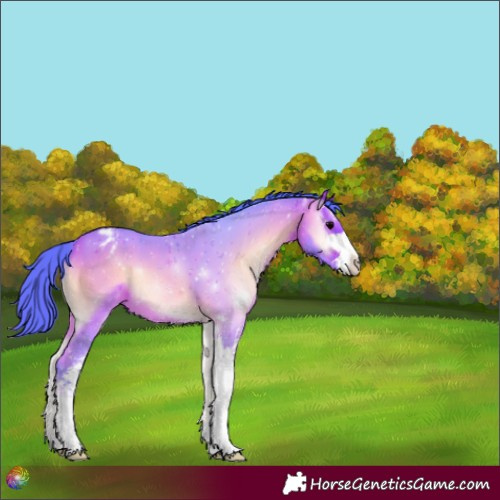 Horse Color:Watercolor Chocolate Bay Onyx Sabino Appaloosa 