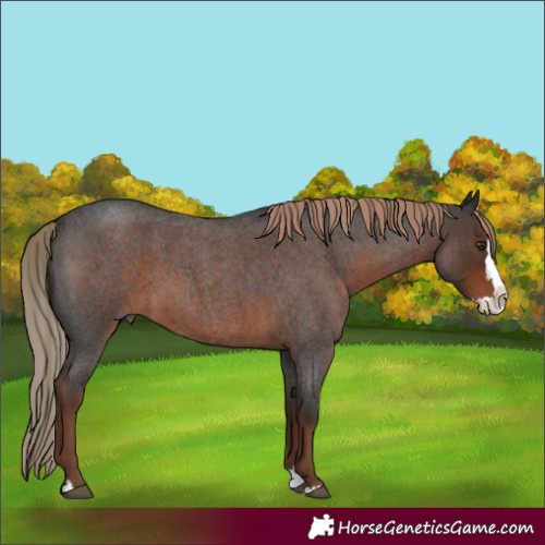 Horse Color:Liver Red Roan Splash 