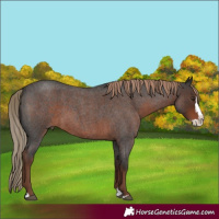 Horse Color:Liver Red Roan Splash 
