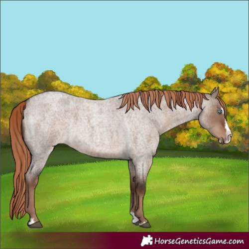 Horse Color:Liver Red Dun Roan Splash 