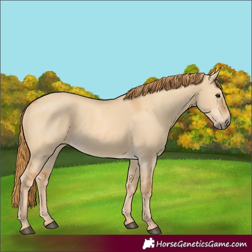 Horse Color:Red Dun 
