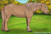 Horse Color:Palomino Sabino
