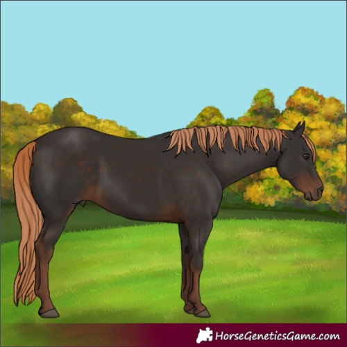 Horse Color:Liver Chestnut 