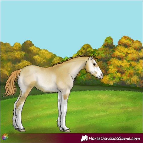 Horse Color:Watercolor Gold Champagne Onyx Sabino Rabicano 