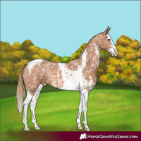 Horse Color:Chestnut Sabino Splash Tobiano Snowflake Varnish