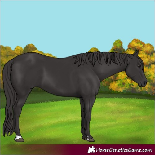 Horse Color:Smoky Black 
