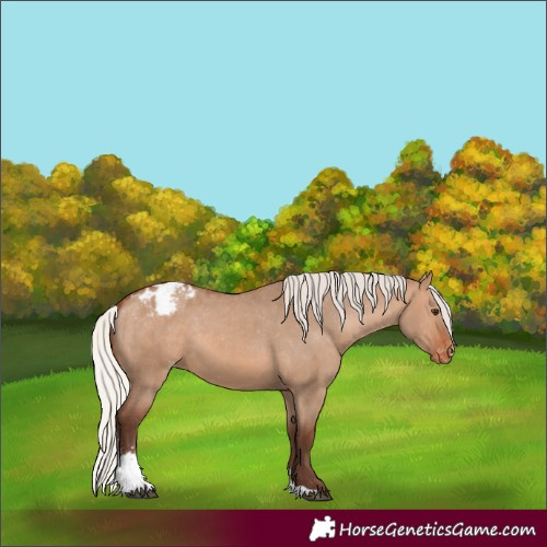 Horse Color:Silver Brown Dun Sabino Appaloosa 