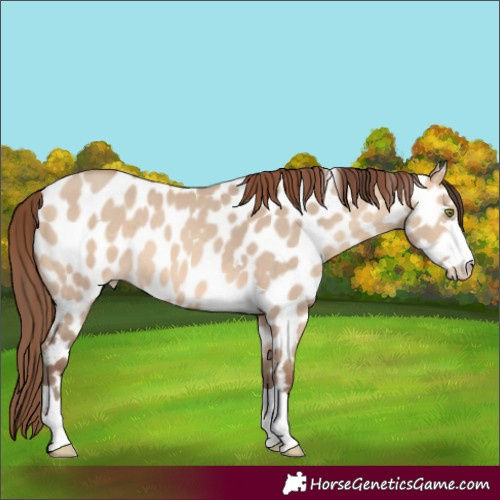 Horse Color:Amber Champagne Dun Appaloosa 