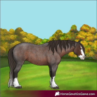 Horse Color:Liver Red Roan Splash