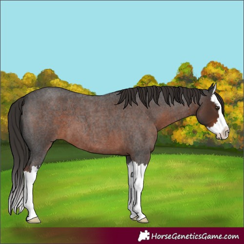 Horse Color:Liver Red Roan Splash