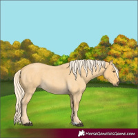 Horse Color:Palomino Roan 