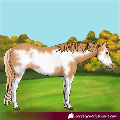 Horse Color:Chestnut Splash Frame 