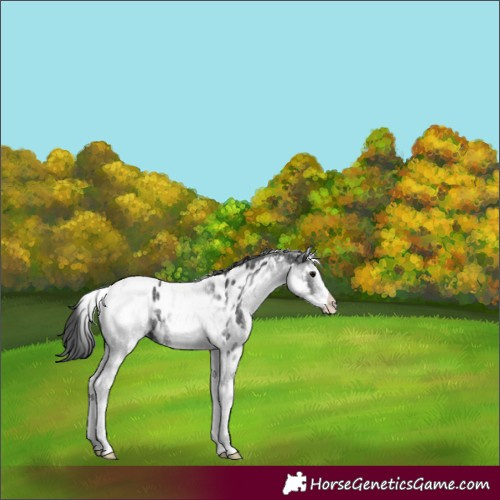 Horse Color:White Spotted Black Tobiano Appaloosa 
