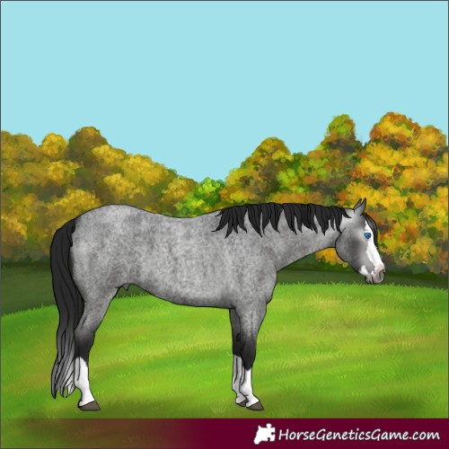 Horse Color:Gray Blue Roan Splash 
