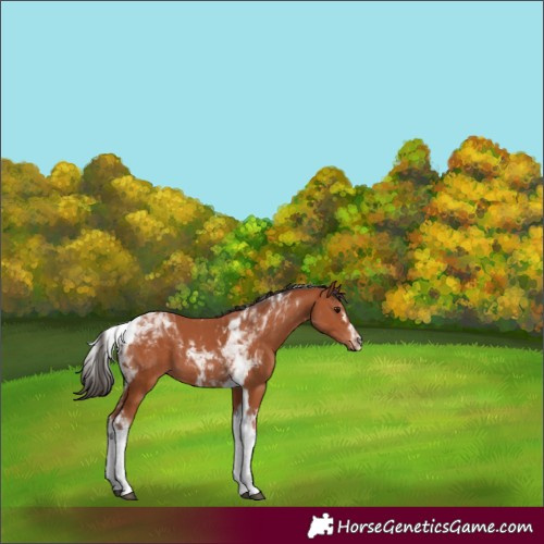 Horse Color:Bay Tobiano 