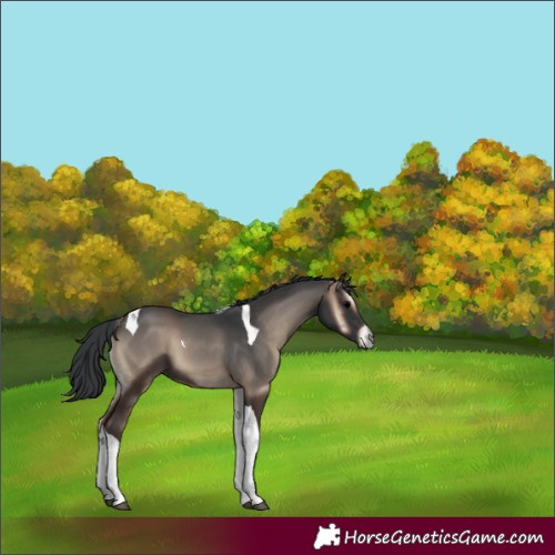 Horse Color:Blue Onyx Tobiano 