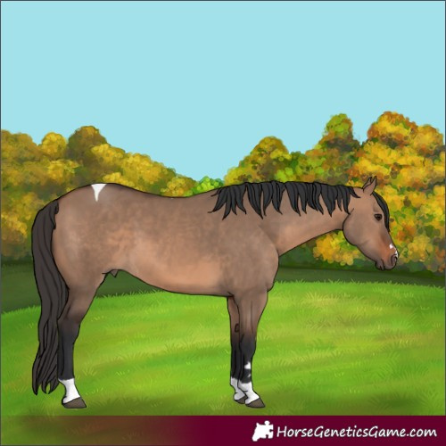 Horse Color:Brown Dun Tobiano 