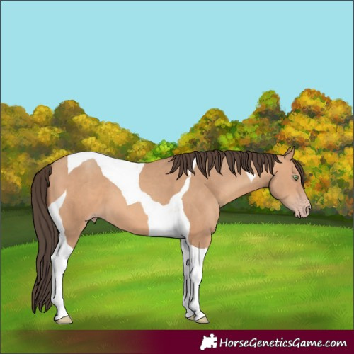 Horse Color:Amber Champagne Tobiano 